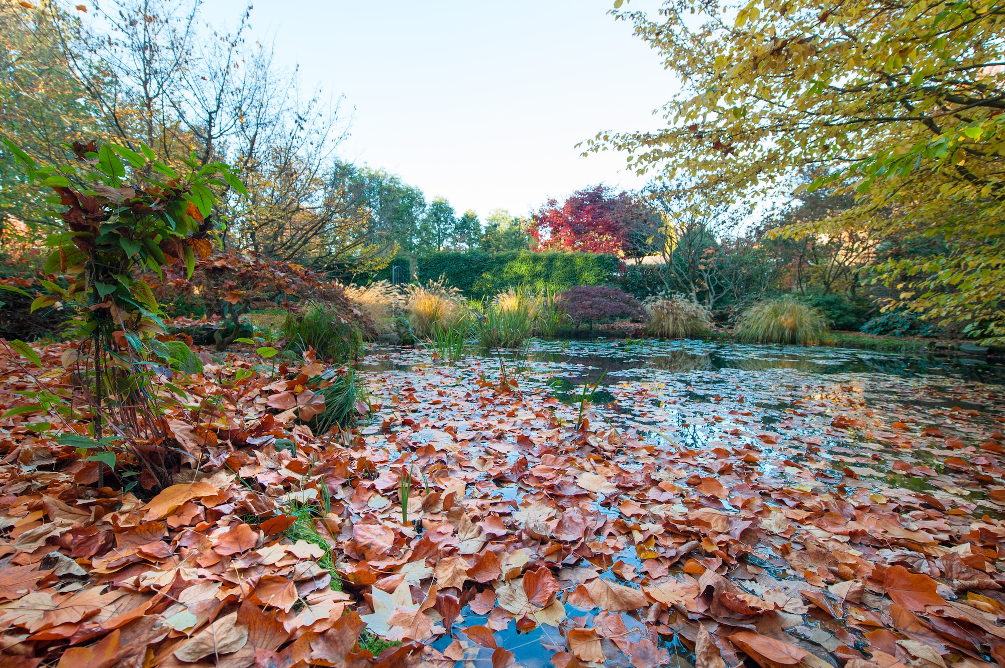 Pond with many fallen leaves